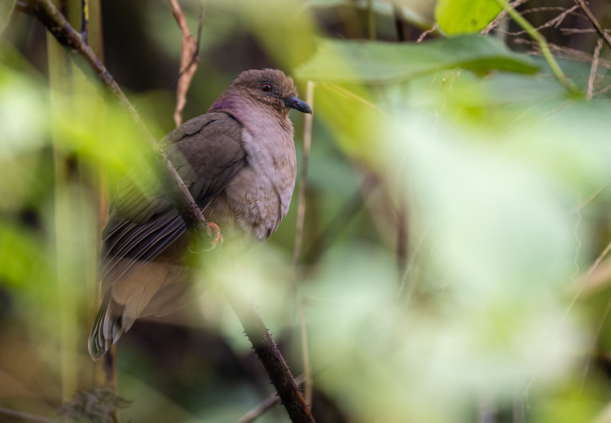 Image of Mindanao brown dove