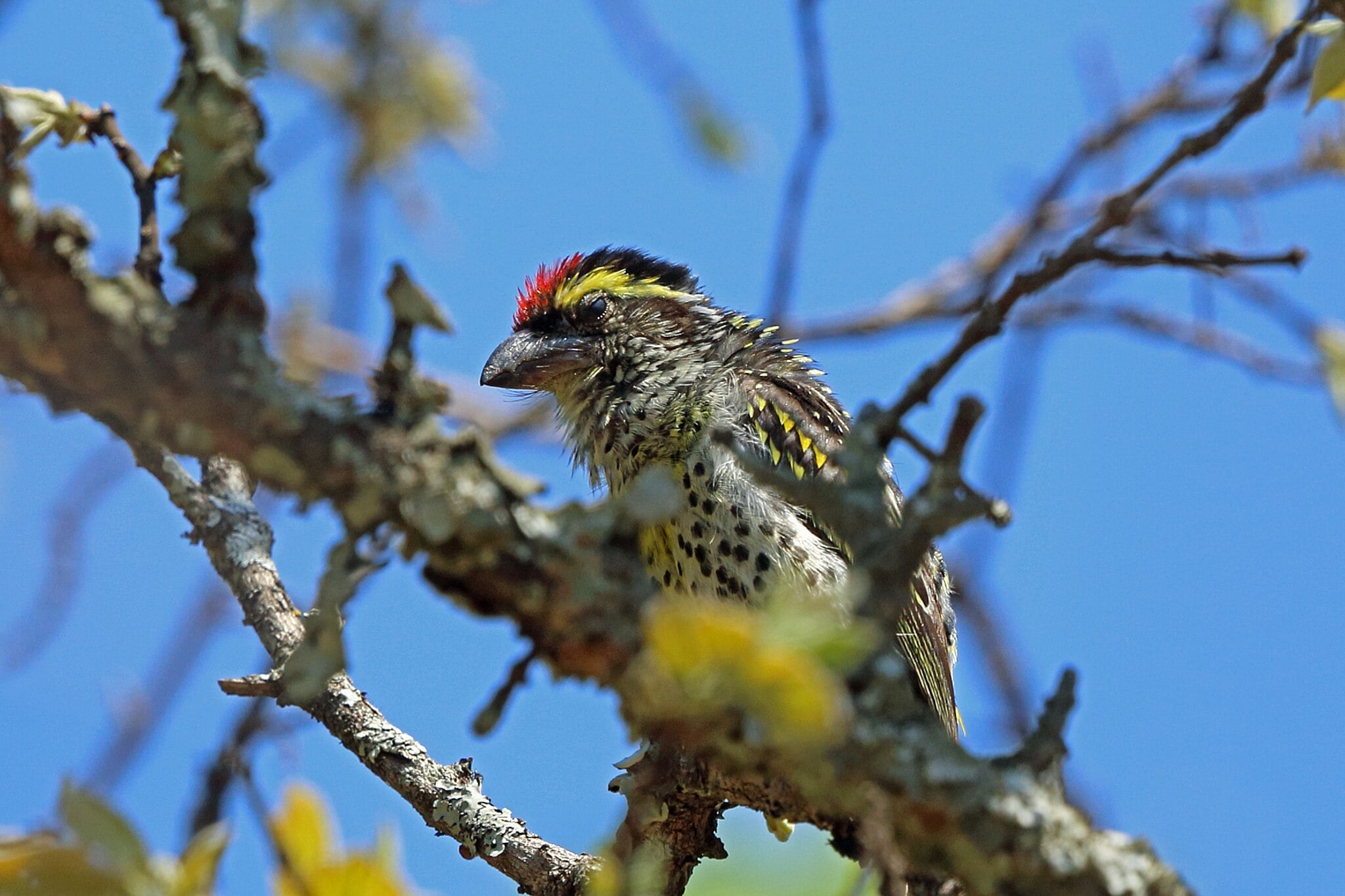 Miombo Pied Barbet, Sakania, DRC