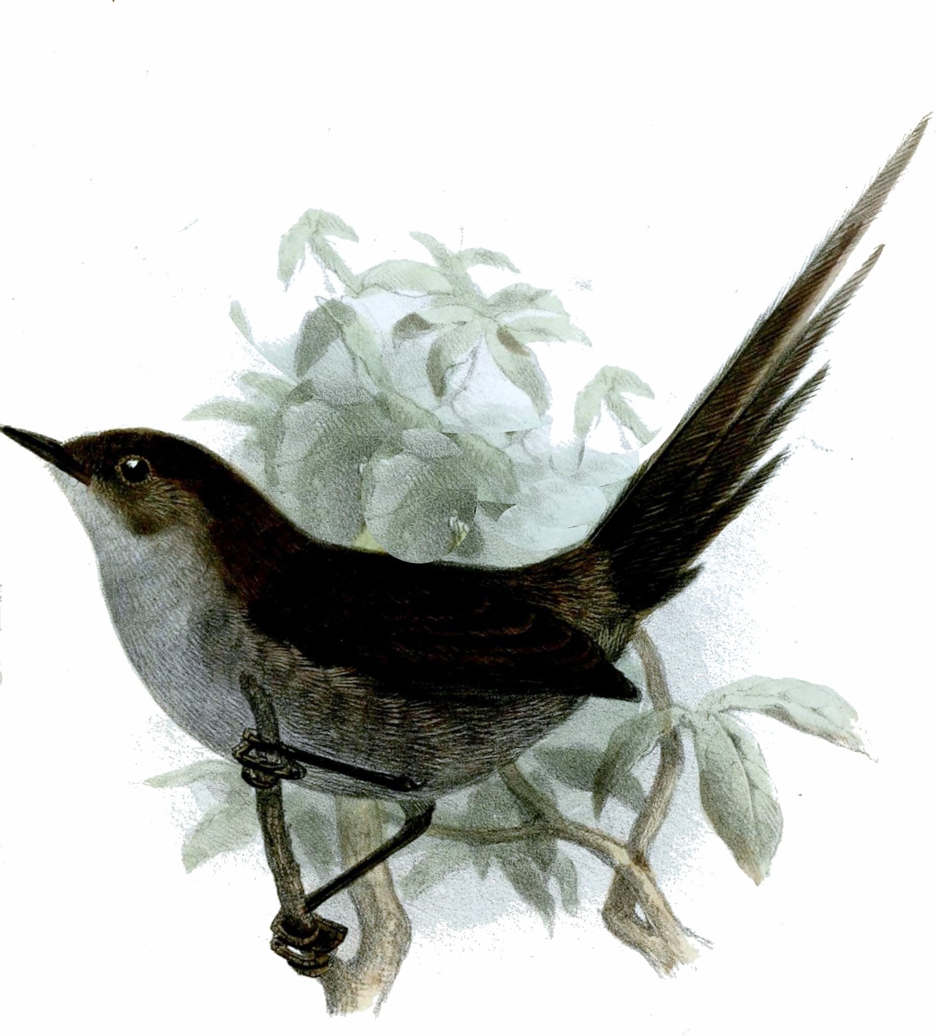 Rusty-headed Spinetail (above); Mouse-colored Thistletail (below)