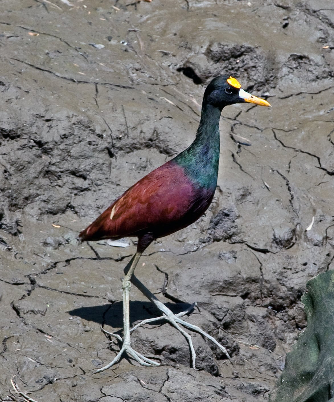A Northern Jacana (also known as the Northern Jaçana) at Palo Verde National Park, Costa Rica.