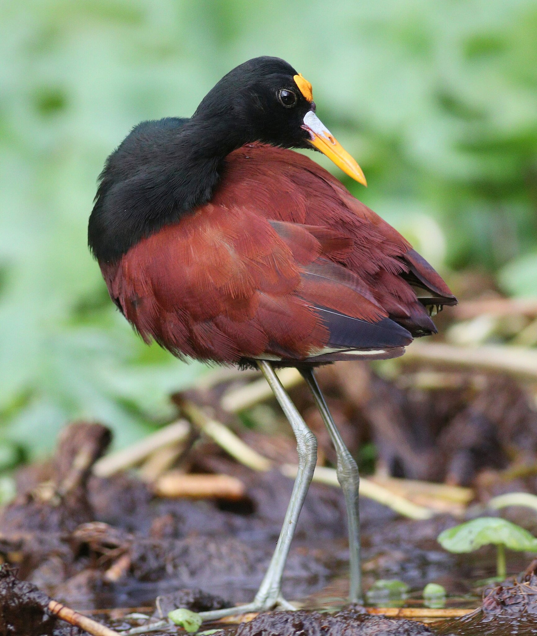 Image of Northern jacana