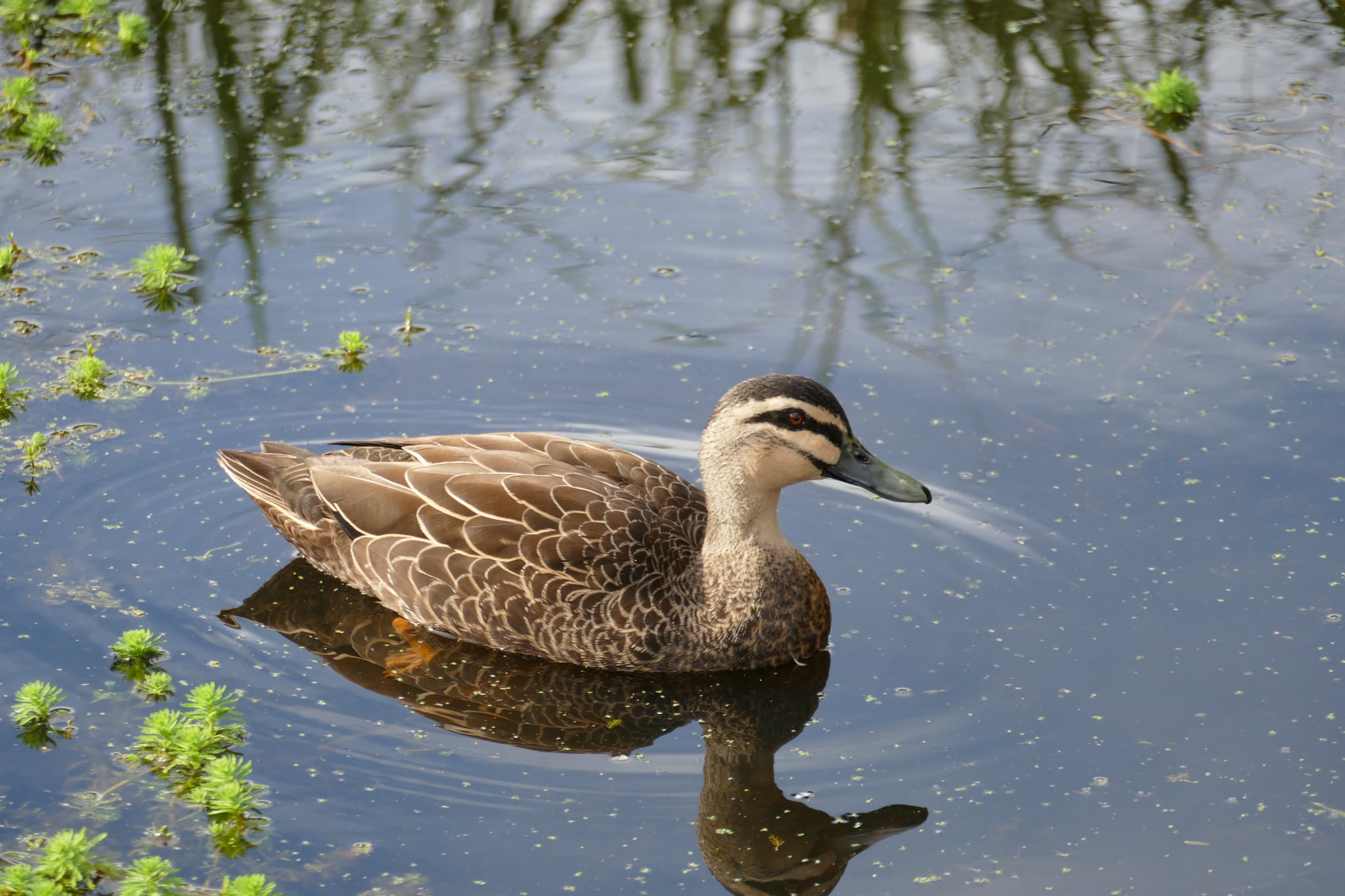 Pacific Black Duck, Warriewood, Sydney