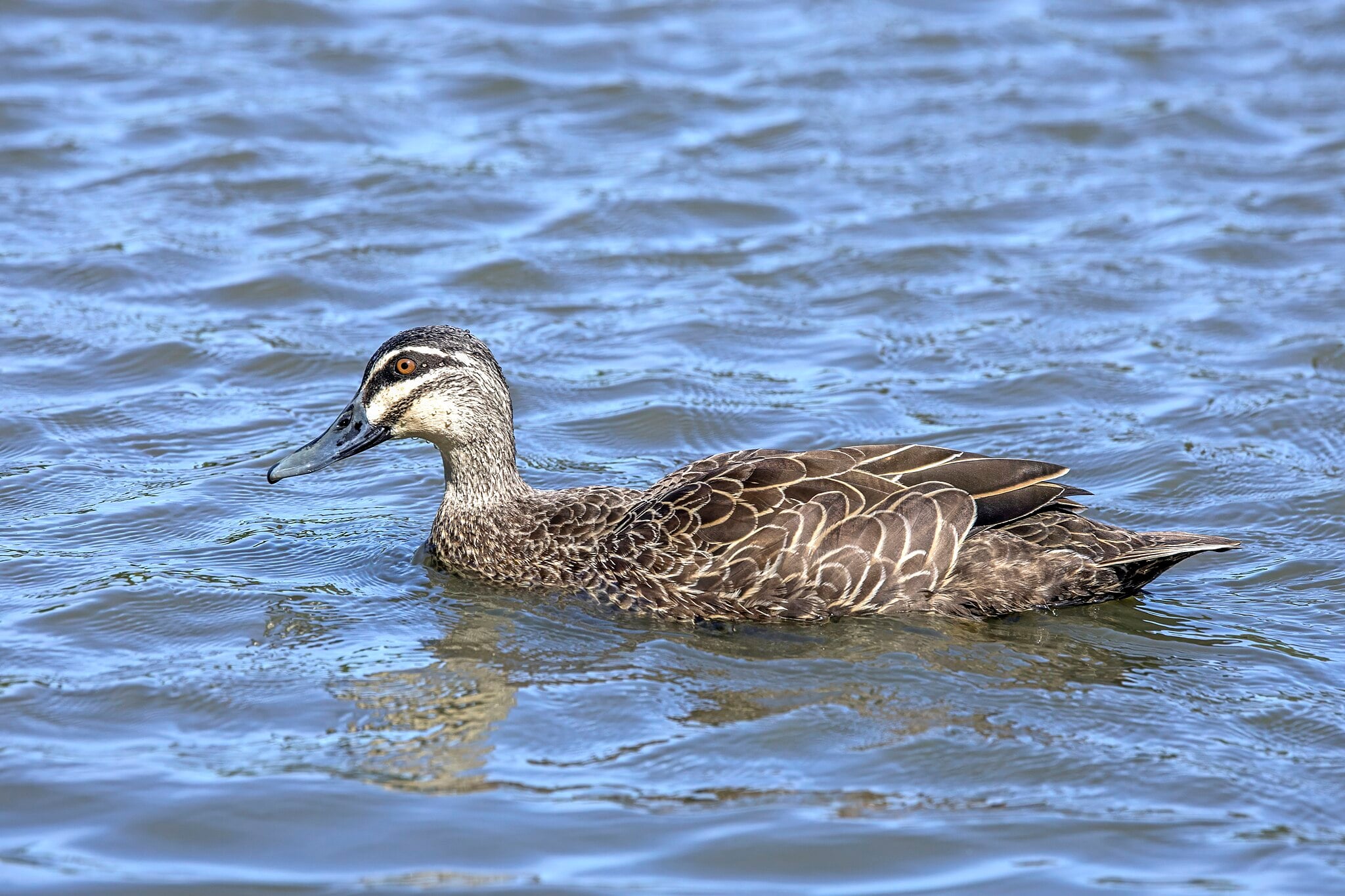 Image of Pacific black duck