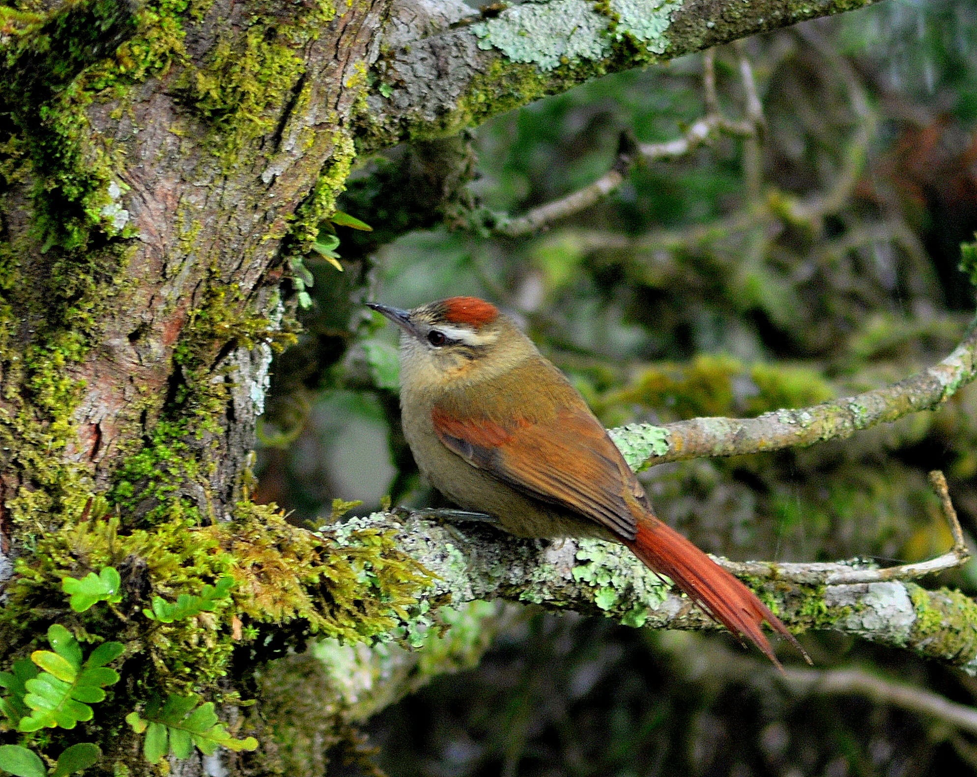 Arredio pálido; Campos do Jordão, São Paulo, Brasil