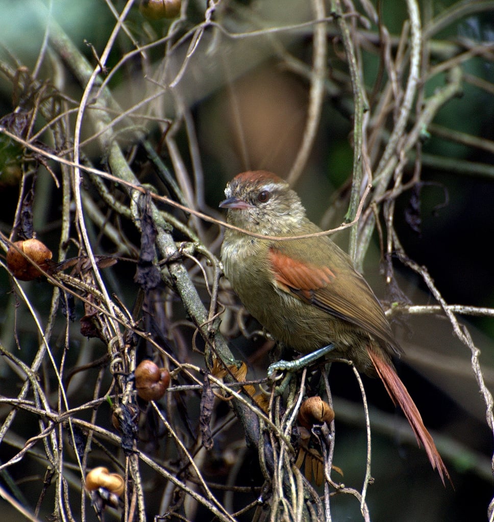 Image of Pallid spinetail