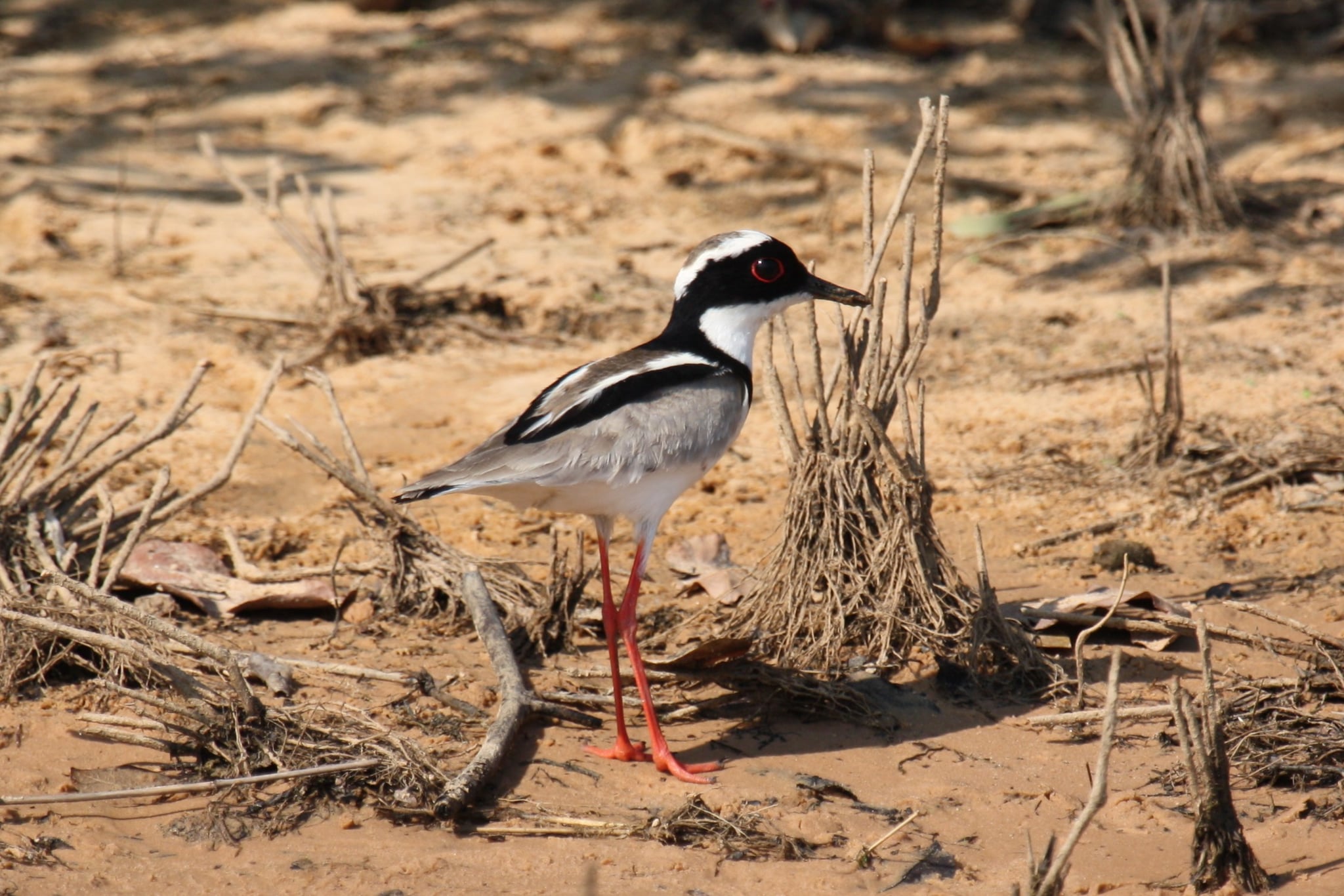 Pied Lapwing or Pied Plover, Pantanal, Brazil