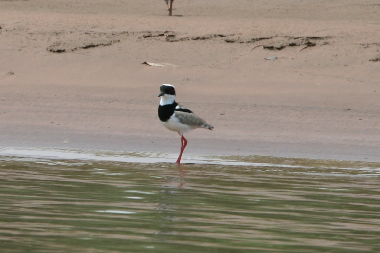 Pied Plover or Avefria Pinta Hoploxypterus cayanus along the Tuichi River, Madidi National Park, Bolivia.
