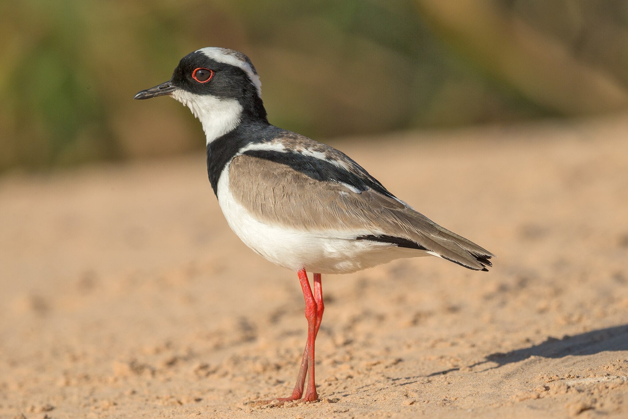 Image of Pied plover