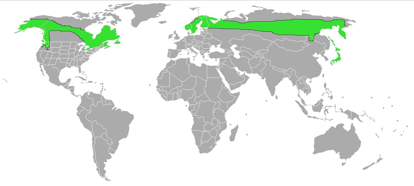 Range map of Pine grosbeak
