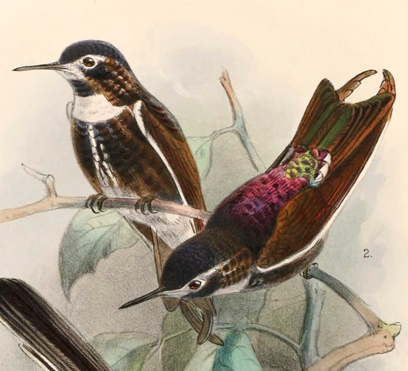 « Aglaeactis aliciae » = Aglaeactis aliciae (Purple-backed Sunbeam)