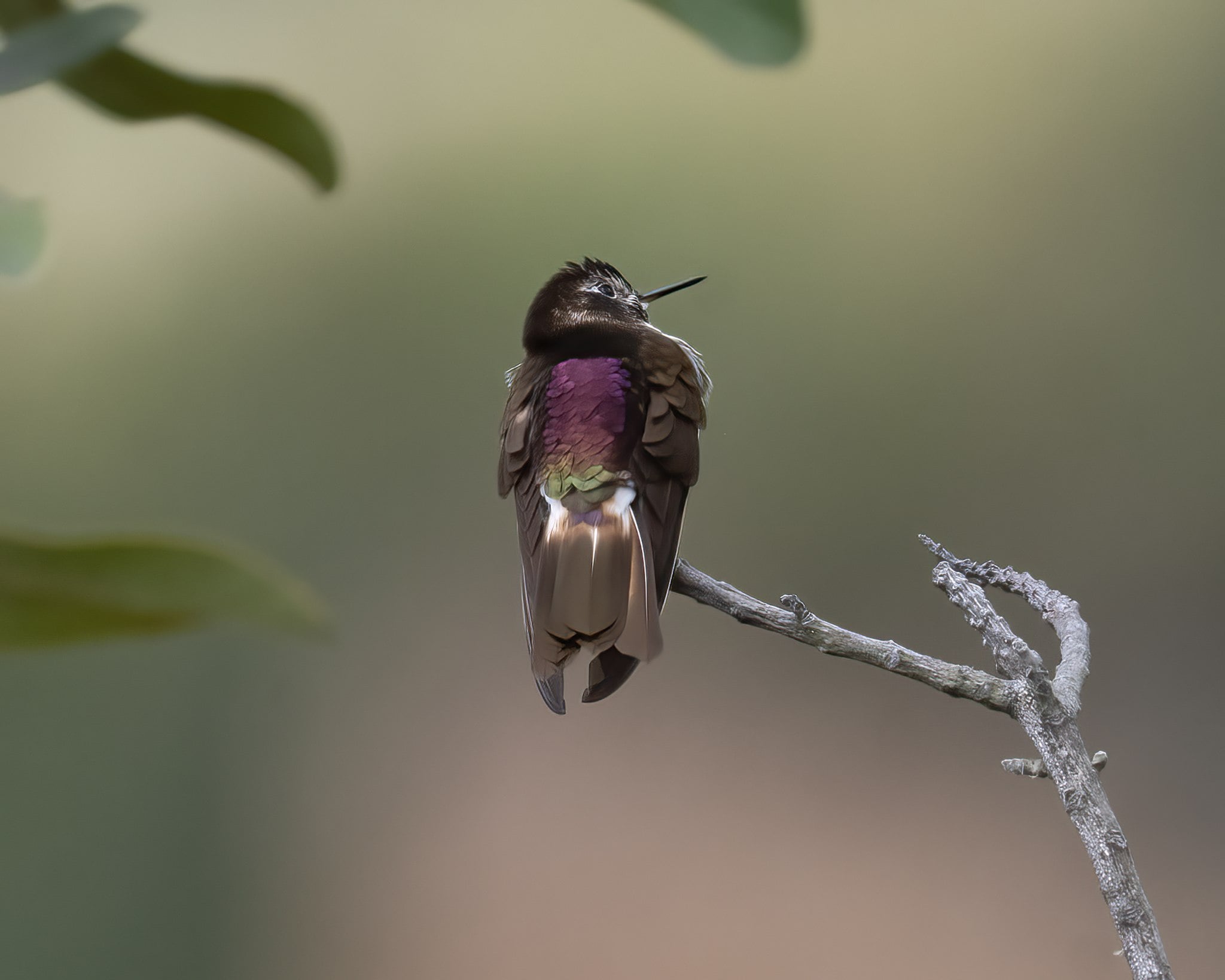 Image of Purple-backed sunbeam