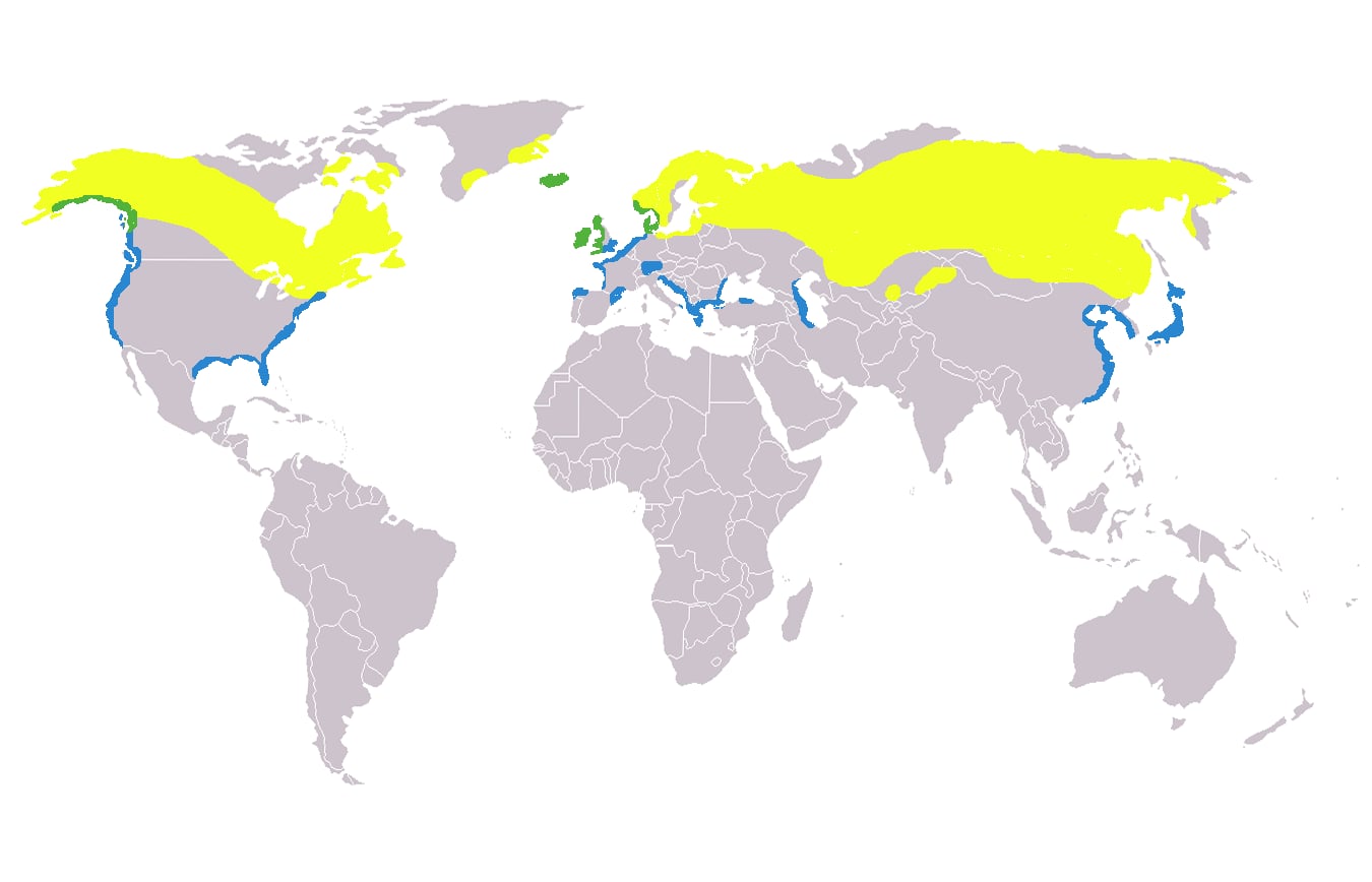 Range map of Red-breasted merganser