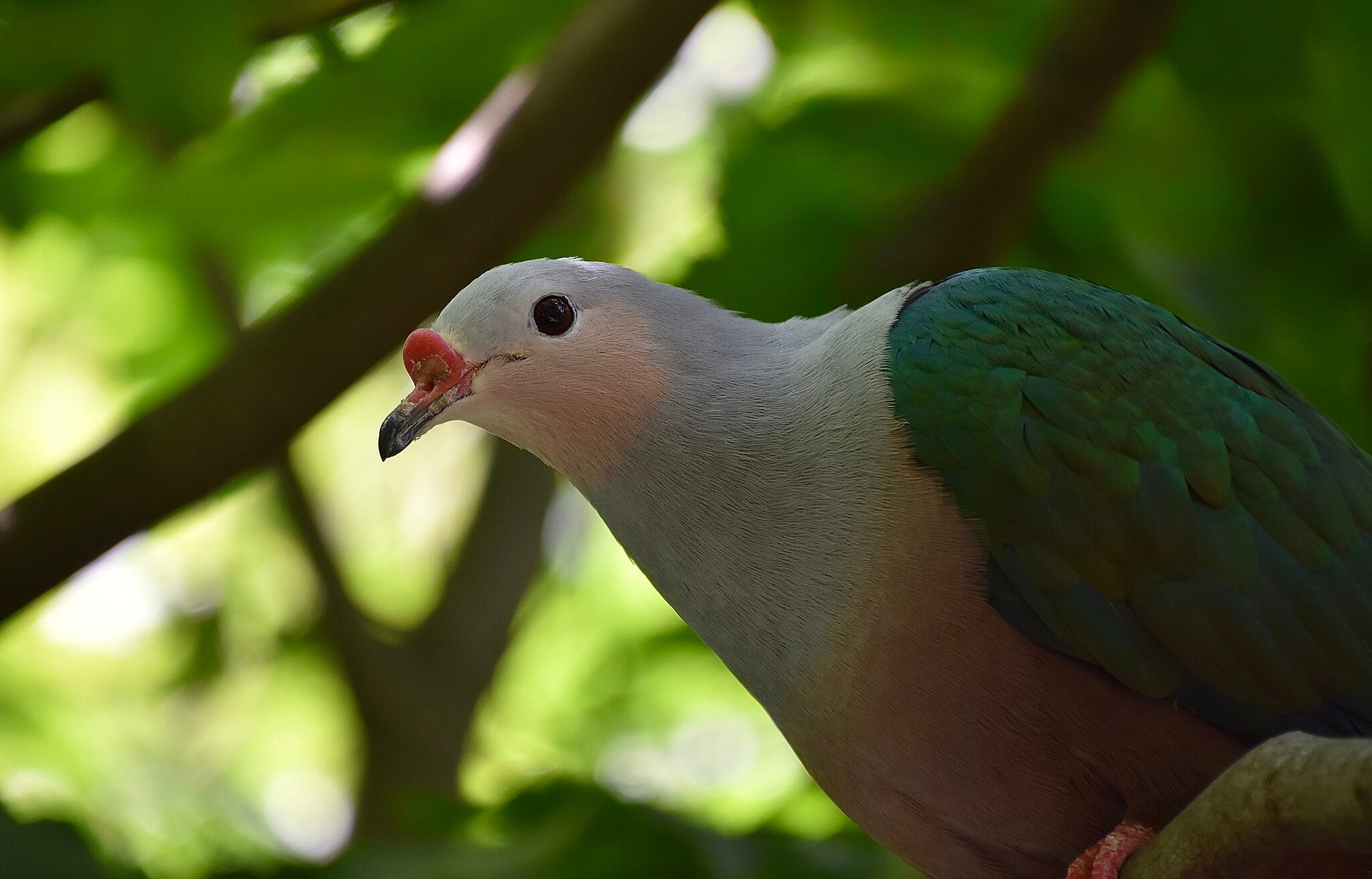 Image of Red-knobbed imperial pigeon