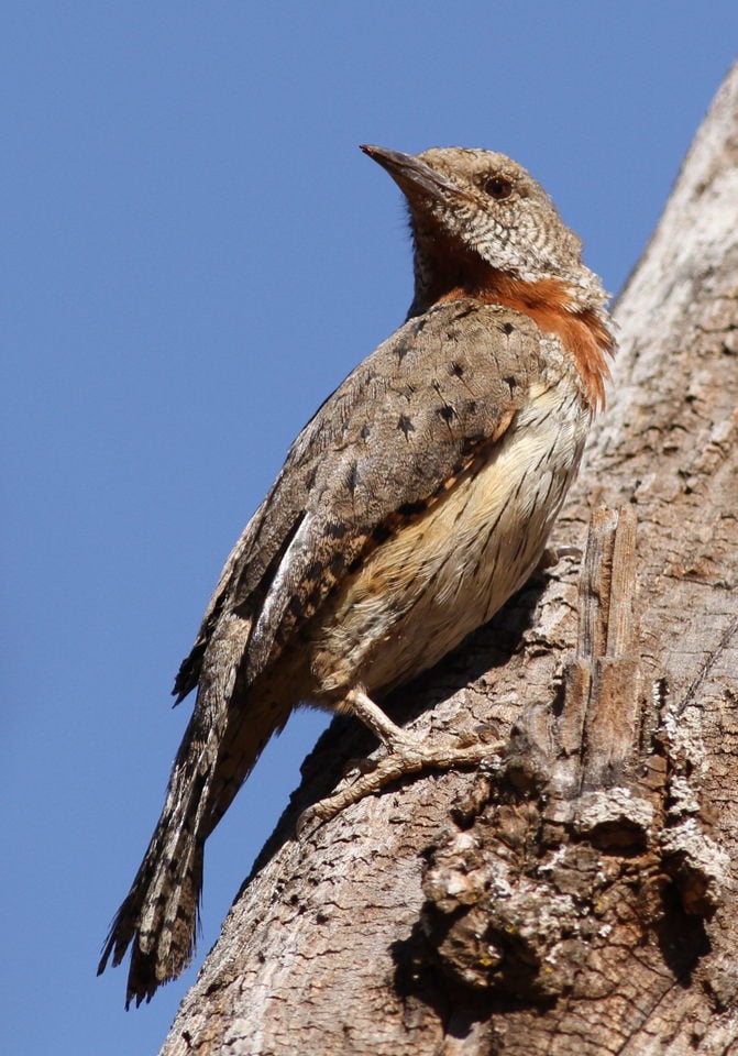 Red-throated Wryneck, Jynx ruficollis at Rietvlei Nature Reserve, Gauteng, South Africa
