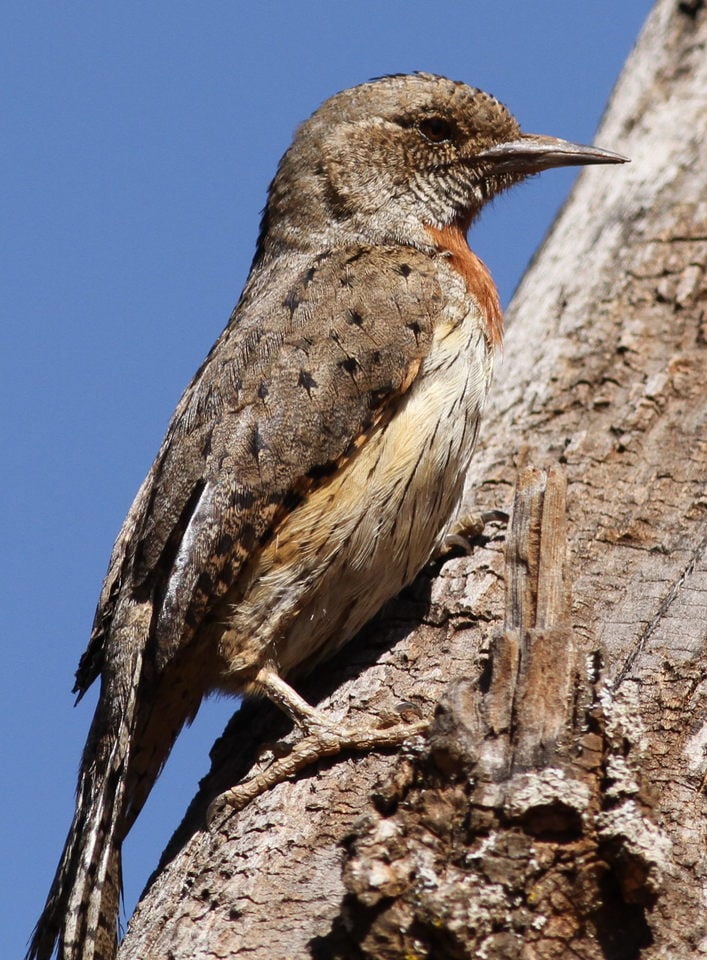 Image of Red-throated wryneck