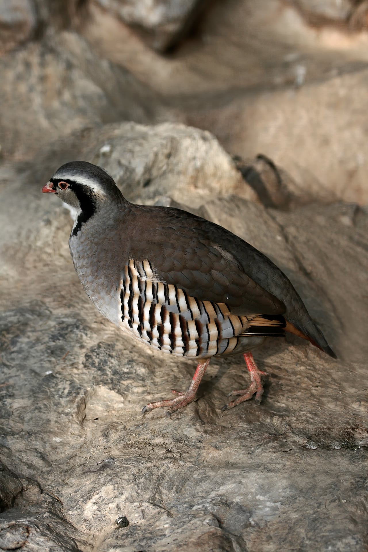 Image of Rock partridge