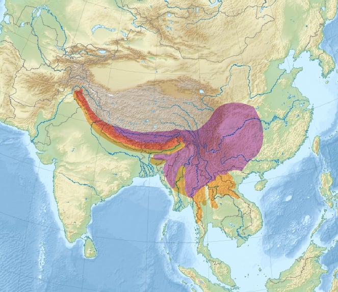 Range map of Rufous-bellied niltava