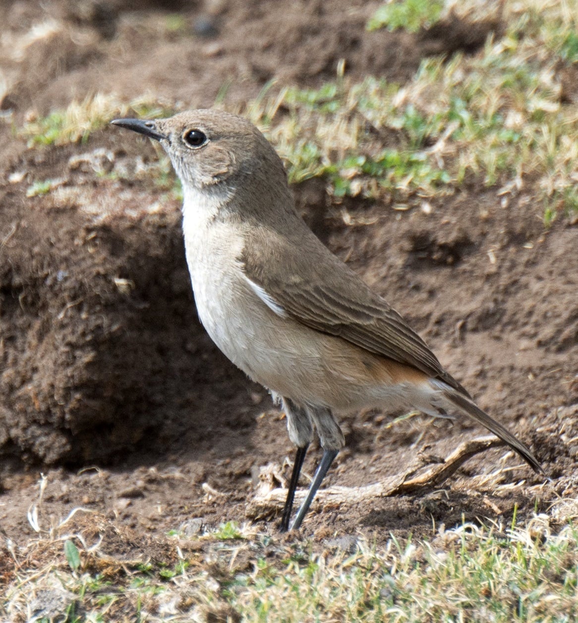 Sickle-winged Chat (E. sinuata) at Sani Pass, KwaZulu-Natal, South Africa