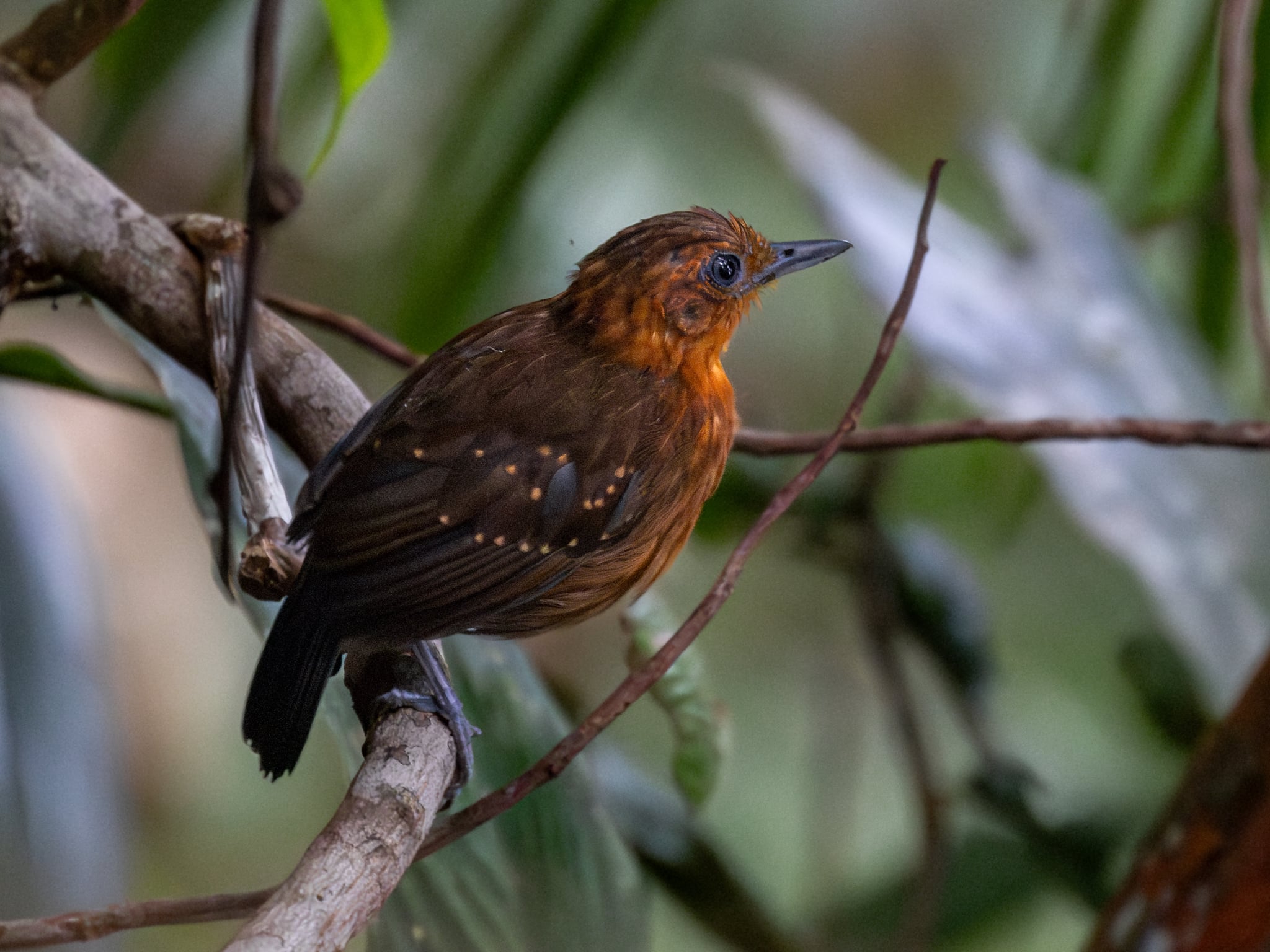 Slate-colored Antbird (female); Atalaia do Norte, Amazonas, Brazil