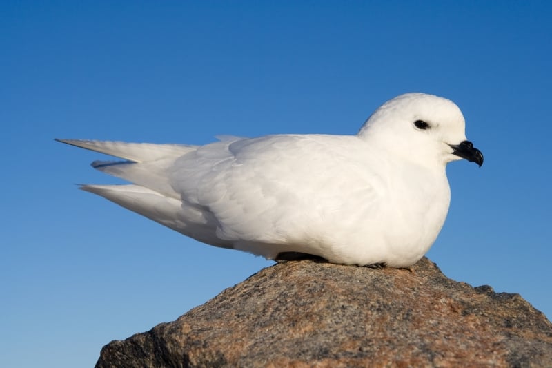Snow Petrel (Pagodroma nivea)