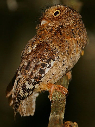 Mainland Africa's smallest and rarest owl. This tiny wee owl is restricted to a few islands of woodland in the Usambara hills of Tanzania and in the Dakatcha forest and Arabuko-Sokoke forests of coastal Kenya.

This image is of a hunting bird found by David Ngala in pitch darkness. Focus was achieved with a small hand-torch and the image was taken with flash (diffused through a handkerchief to prevent startling the bird).