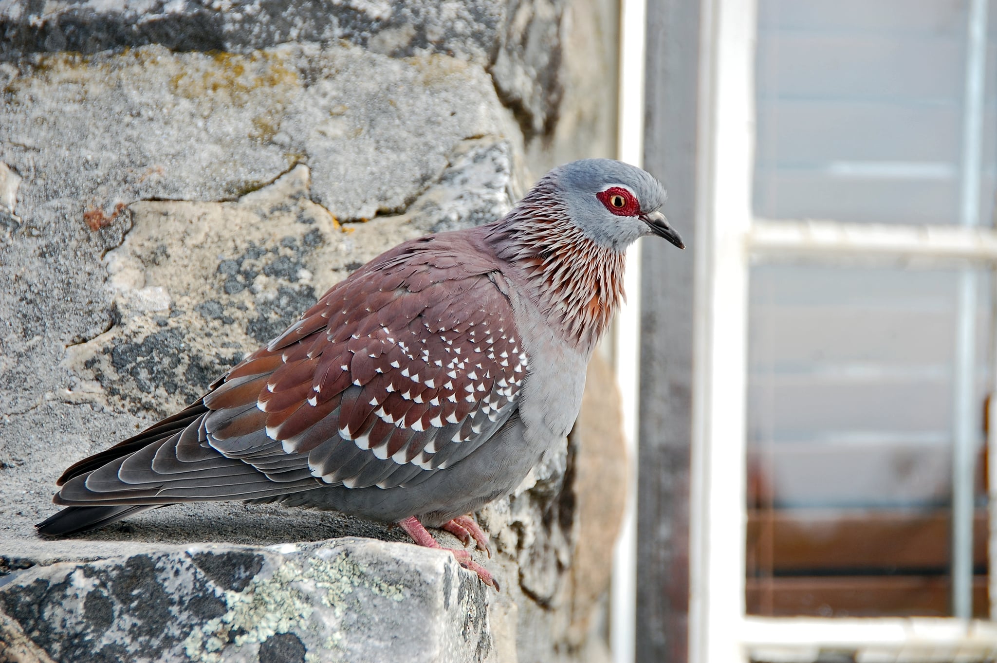 speckled pigeon Columba guinea Table Mountain Cape Town