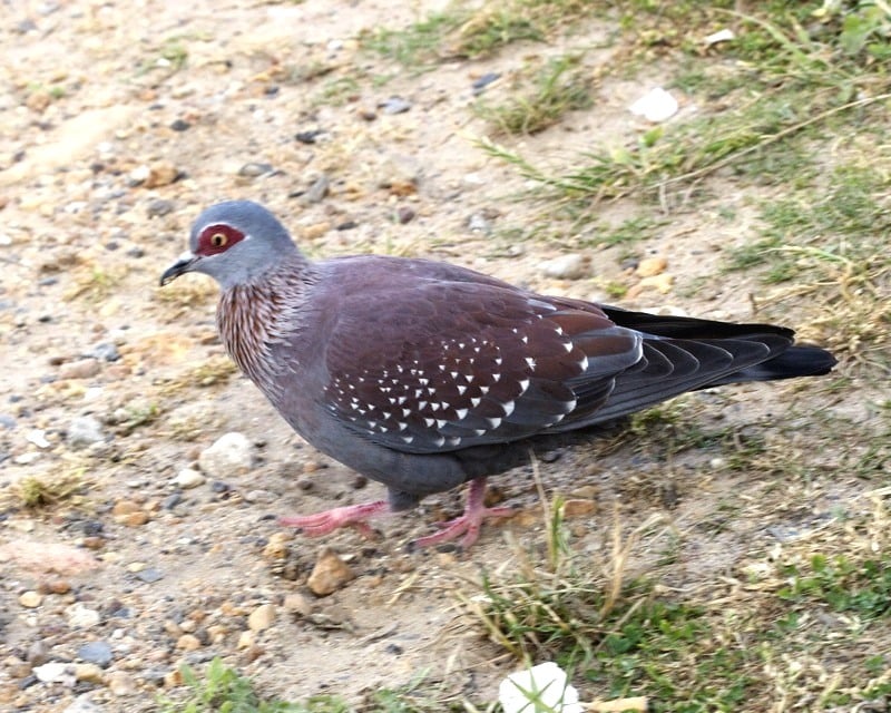 Cape Speckled Pigeon
Columba guinea
ssp Columba guinea phaeonota
Simonstown, South Africa
6th. October 2009
Distribution; avibase.bsc-eoc.org/species.jsp?lang=EN&amp;avibaseid=A6E...
ssp - avibase.bsc-eoc.org/species.jsp?lang=EN&amp;avibaseid=E58...

690V6845