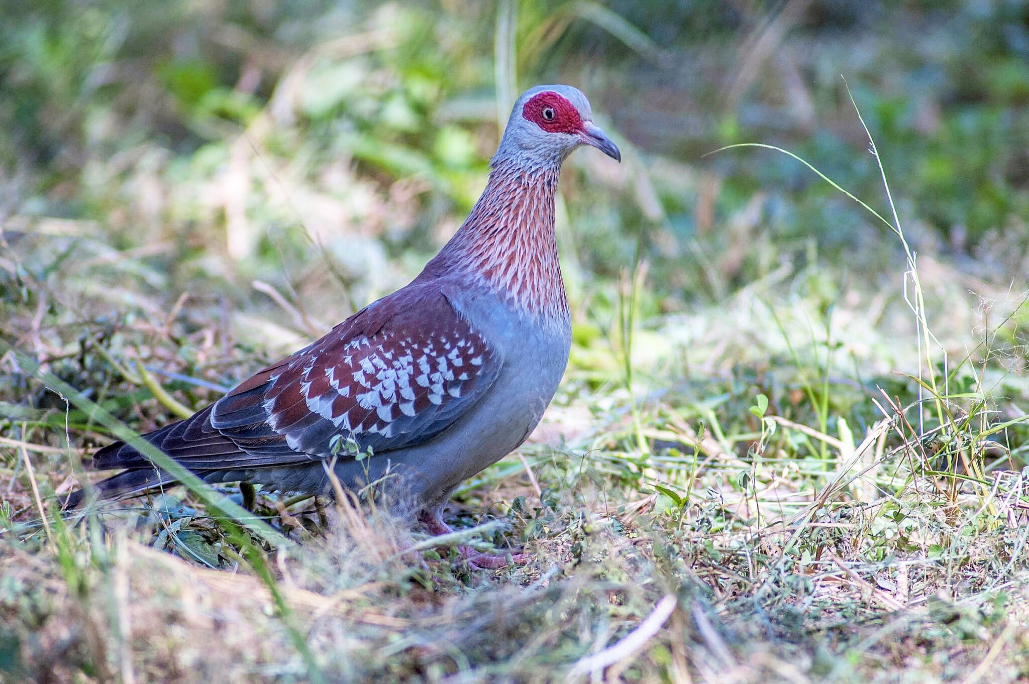Image of Speckled pigeon