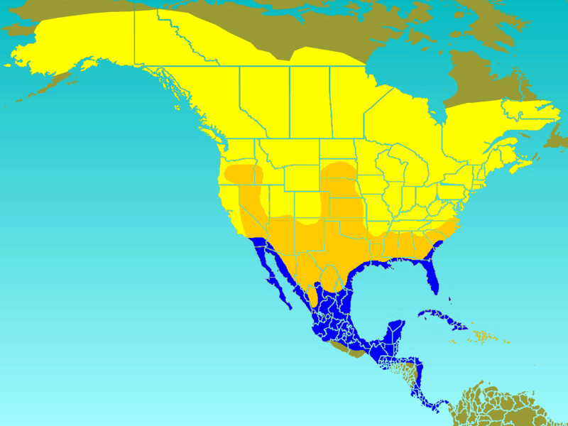 Range map of Tree swallow
