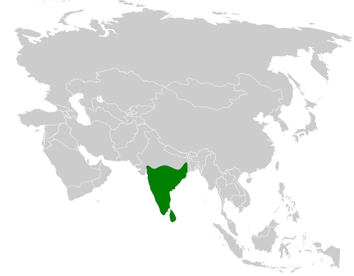 Range map of White-browed bulbul