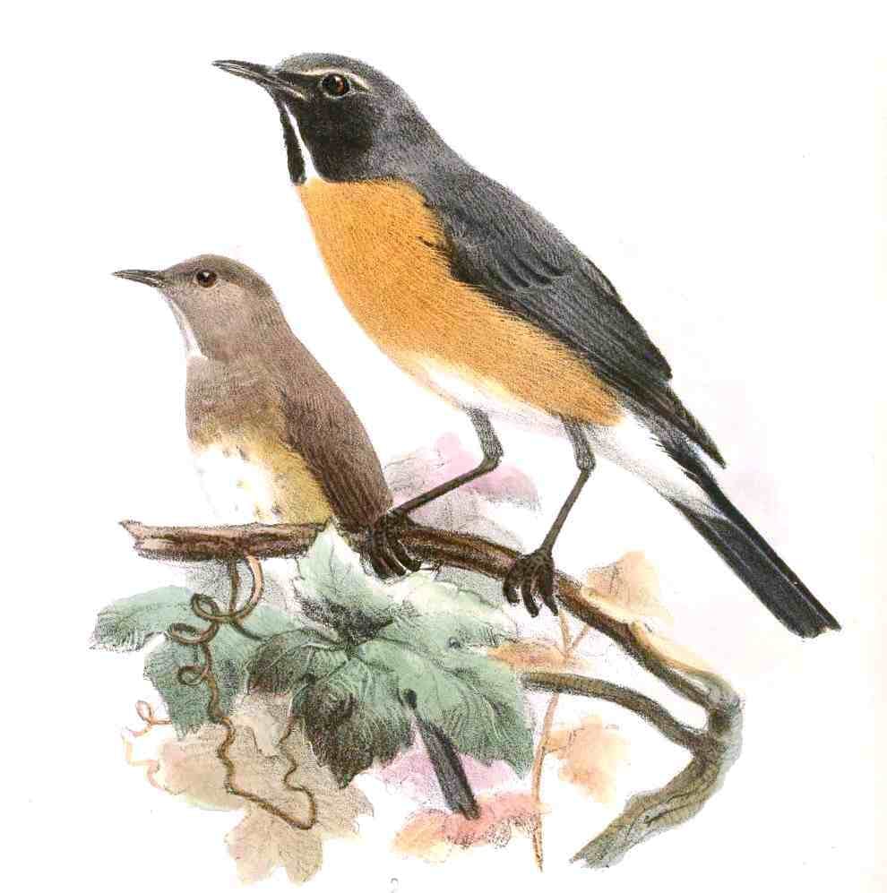 Image of White-throated robin